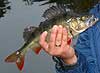 Jezioro Asunden, Szwecja wdkowanie szczuapk sandacz oko, pikne ryby